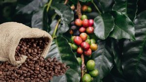 Vận chuyển cafe từ Việt Nam đi Ấn Độ