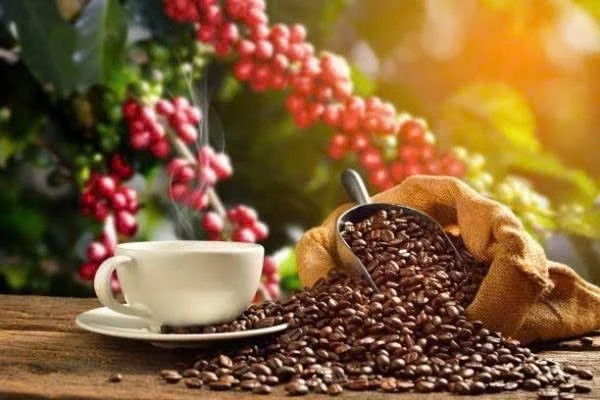 Dịch Vụ Xuất Khẩu Nông Sản Từ Việt Nam Sang Ấn Độ Nhanh Chóng, An Toàn Dịch Vụ Xuất Khẩu Nông Sản Từ Việt Nam Sang Ấn Độ Nhanh Chóng, An Toàn