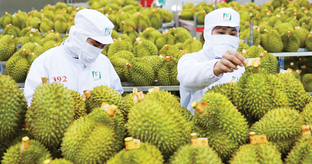 Sầu riêng Việt được xuất chính ngạch sang Ấn Độ