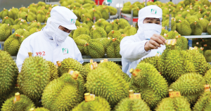 Sầu riêng Việt được xuất chính ngạch sang Ấn Độ