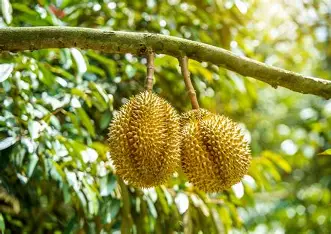 Xuất khẩu sầu riêng sang Ấn Độ: Cơ hội cán mốc 5 tỷ USD/năm