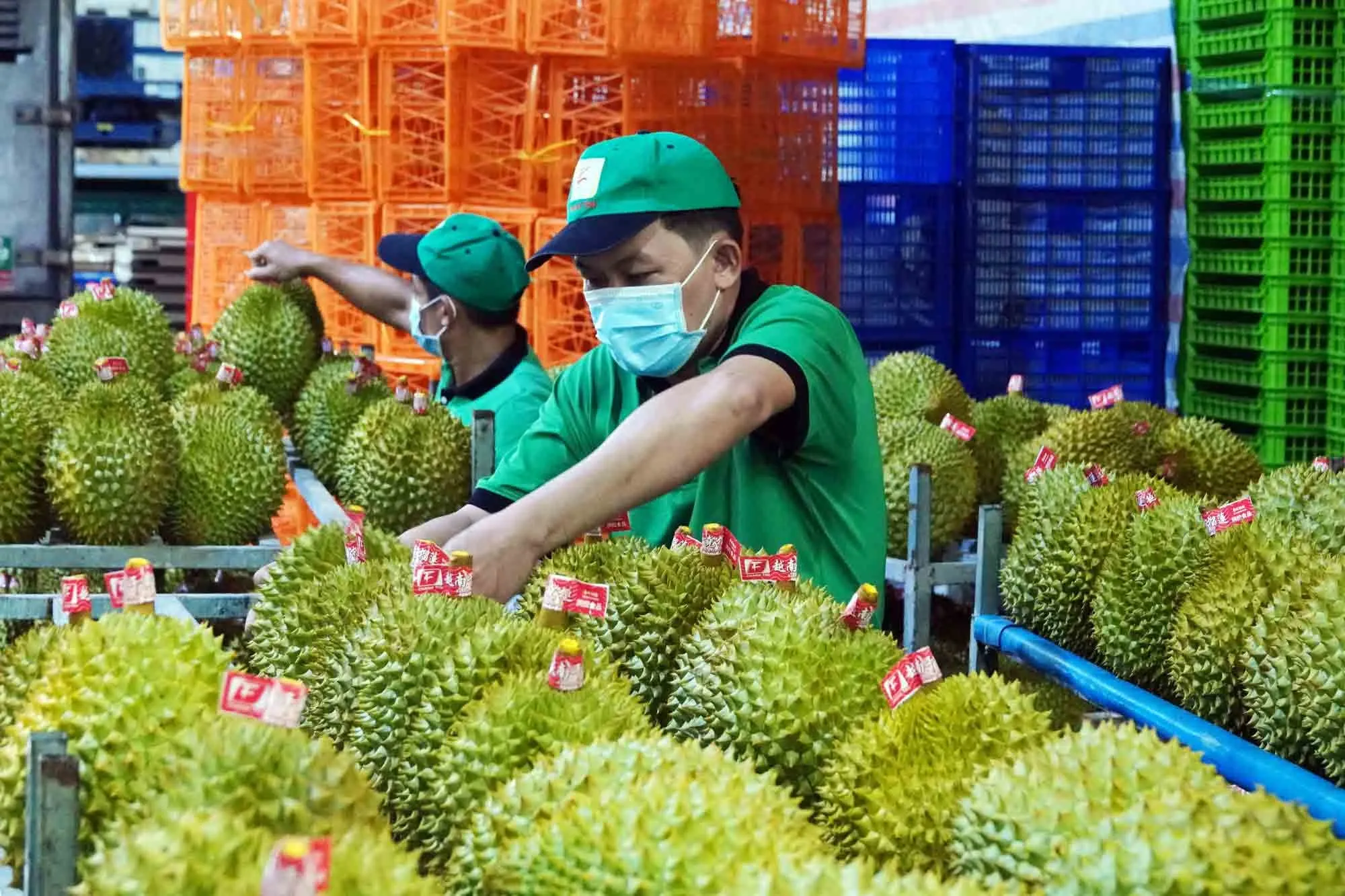 Vì sao sầu riêng dễ giảm chất lượng khi vận chuyển? Vận chuyển sầu riêng sang Ấn Độ